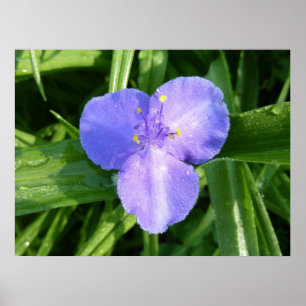 Dewy Trillium Spring Wildblume Poster