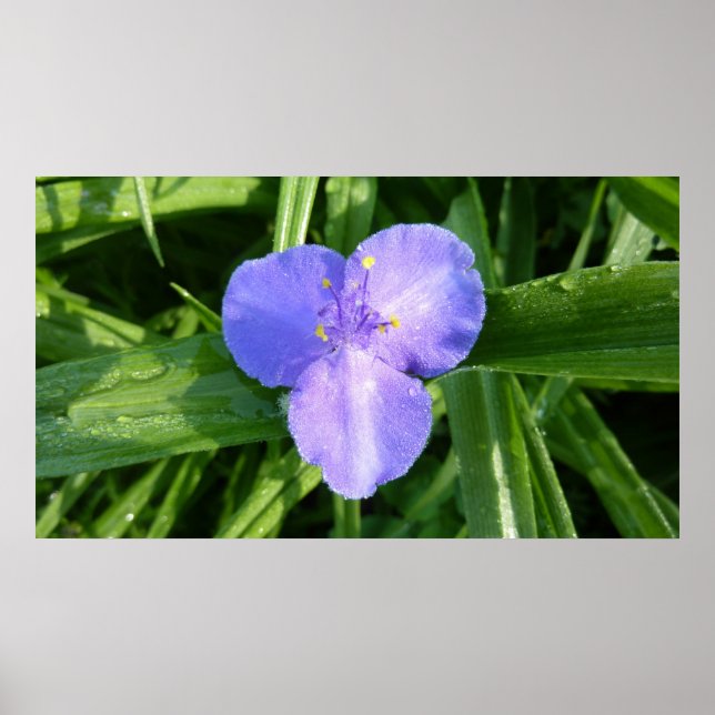 Dewy Trillium Spring Wildblume Poster (Vorne)