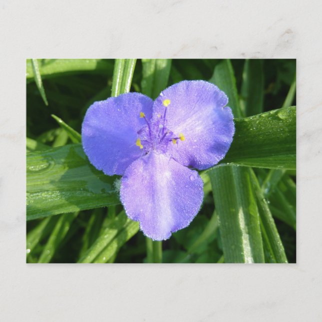 Dewy Trillium Spring Wildblume Postkarte (Vorderseite)