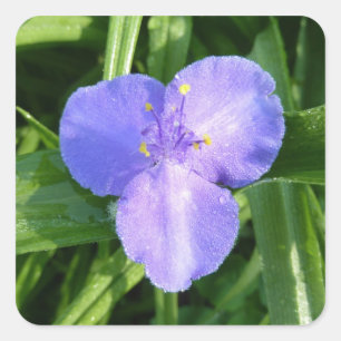 Dewy Trillium Spring Wildblume Quadratischer Aufkleber