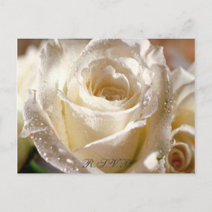 Dewy White Rose R.S.V.P. Postkarte