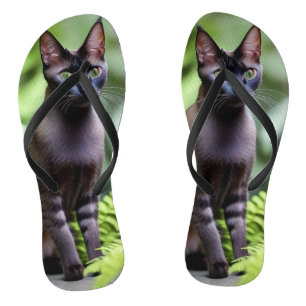 Dexter die schwarze Siamkatze, Flip Flops