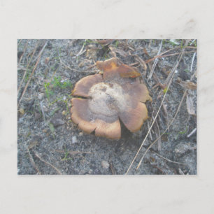 Dezember Earthstar Mushroom OBX Postkarte