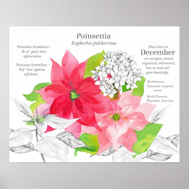 Dezember-Geburtsblume Blumensprache Poster (Vorne)