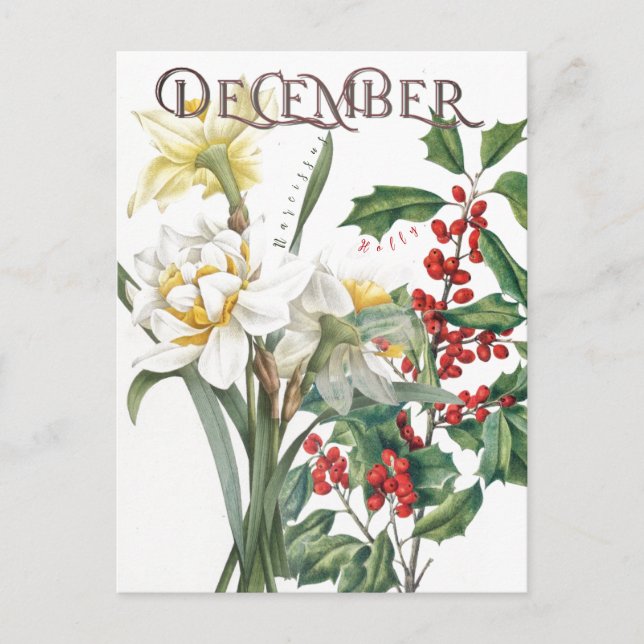 Dezember Monat Blume Narcissus Holly Extravagant Postkarte (Vorderseite)