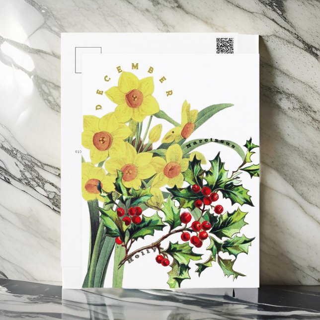 Dezember Monat Blume Narcissus & Holly Postkarte (Von Creator hochgeladen)