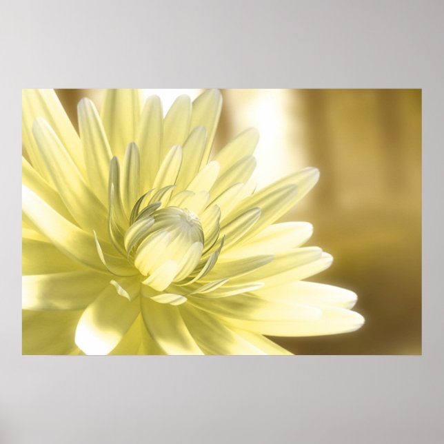 Dhalia Poster (Vorne)