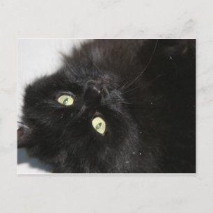 Diabola Die Katze des Teufels Postkarte
