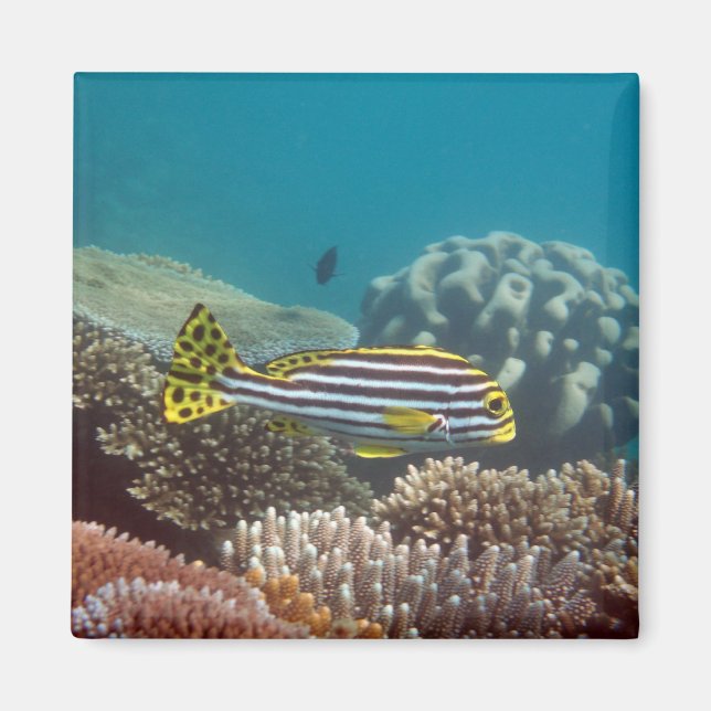 Diagonal Banded Sweetlip (Plectorhinchus lineatus) Magnet (Vorne)