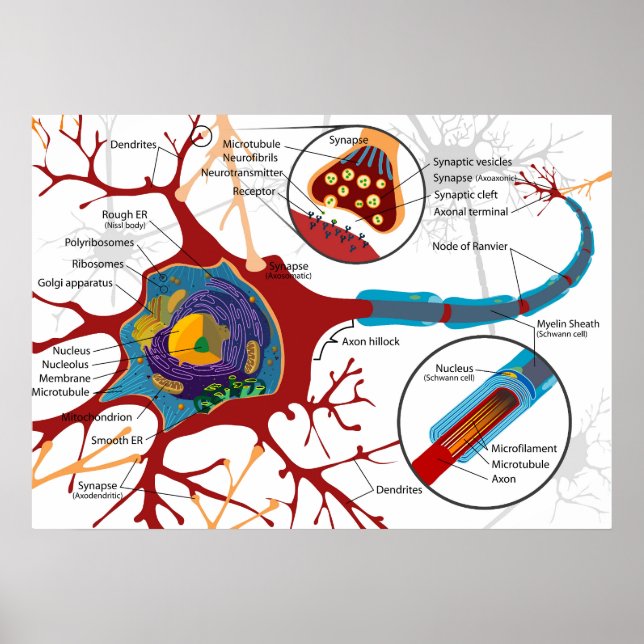 Diagram Complete Neuron Cell Nerve Nervous System  Poster (Vorne)