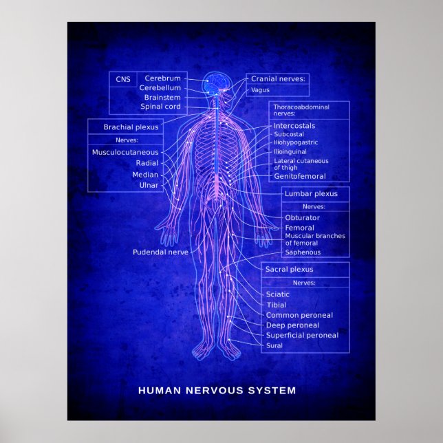 DIAGRAM DES MENSCHLICHEN NERVOUS-SYSTEMS - BLUEPRI POSTER (Vorne)