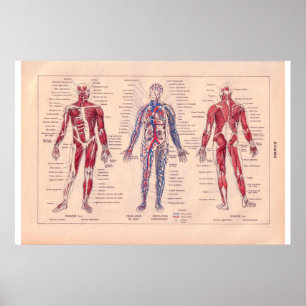 Diagram of the human body, French 1920 Poster