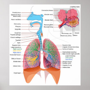 Diagram of the Human Respiratory System Poster