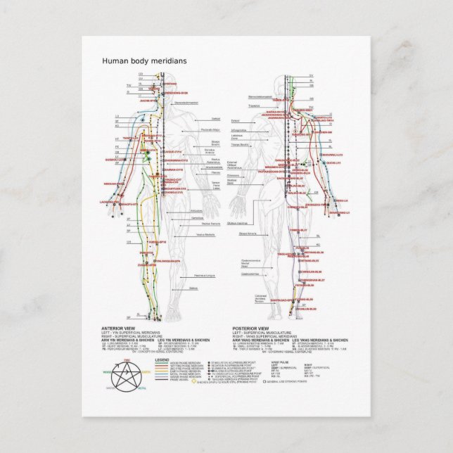  Diagram Schematic Chinese Meridians Human Body  Postkarte (Vorderseite)