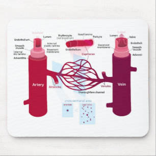 Diagramm Blutgefäße Arterien Venen Kapillaren Mousepad