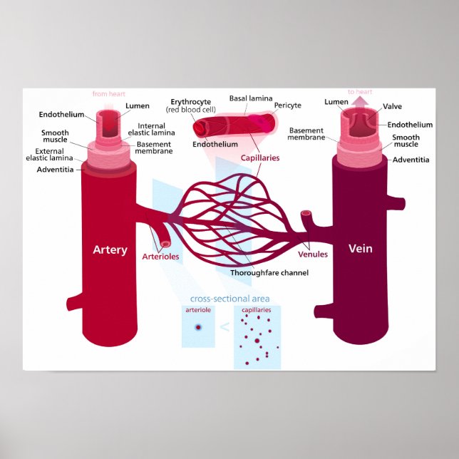 Diagramm Blutgefäße Arterien Venen Kapillaren Poster (Vorne)