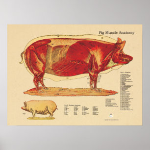 Diagramm der Anatomie der Schweineherzerkrankungen Poster