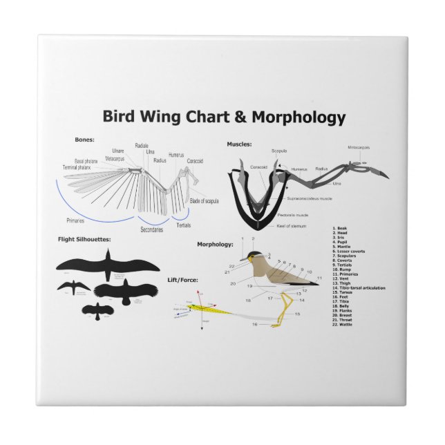 Diagramm der Anatomie der Vogel-Flügel Fliese (Vorderseite)