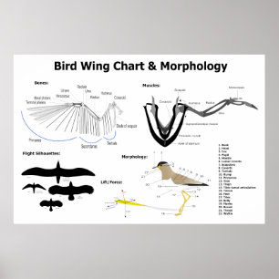 Diagramm der Anatomie der Vogelflüge Poster