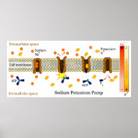 Diagramm der biologischen Natriumpumpe