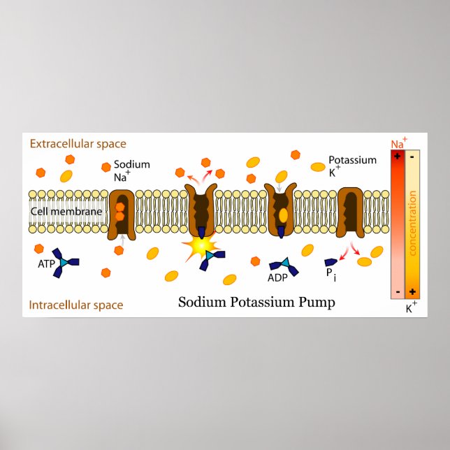 Diagramm der biologischen Natriumpumpe Poster (Vorne)