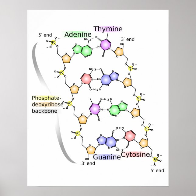 Diagramm der chemischen Struktur der DNA Poster (Vorne)