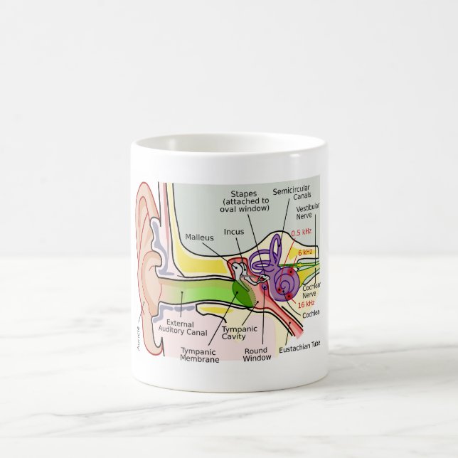 Diagramm der Cochlear-Frequenz des menschlichen Oh Kaffeetasse (Mittel)