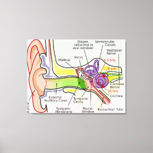 Diagramm der Cochlear-Frequenz des menschlichen Oh Leinwanddruck