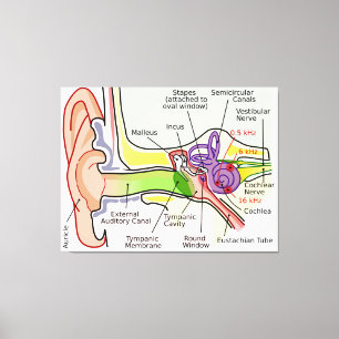 Diagramm der Cochlear-Frequenz des menschlichen Oh Leinwanddruck