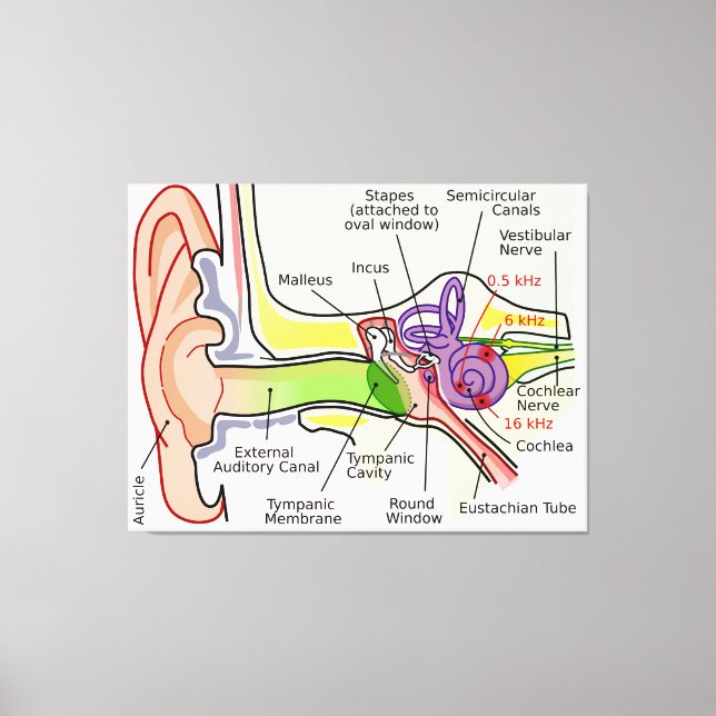 Diagramm der Cochlear-Frequenz des menschlichen Oh Leinwanddruck (Vorderseite)