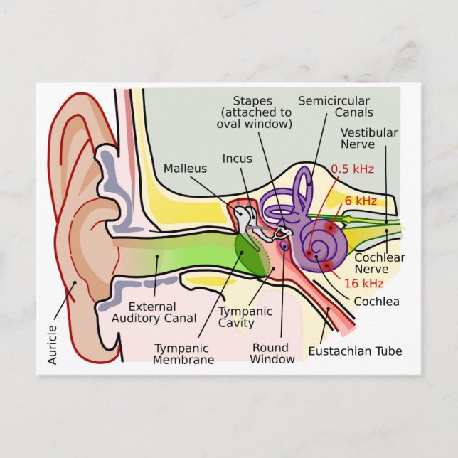 Diagramm der Cochlear-Frequenz des menschlichen Oh Postkarte (Vorderseite)