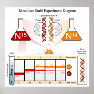 Diagramm der DNA des Meselson Stahl-Experiments Poster