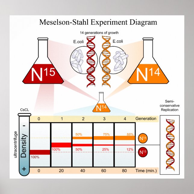 Diagramm der DNA des Meselson Stahl-Experiments Poster (Vorne)