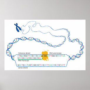 Diagramm der DNA-Transkription Erstellen einer RNA Poster