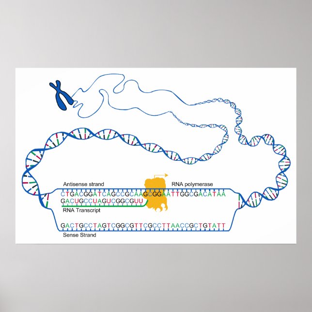 Diagramm der DNA-Transkription Erstellen einer RNA Poster (Vorne)