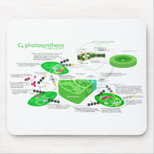 Diagramm der Fotosynthese-C4 Mousepad