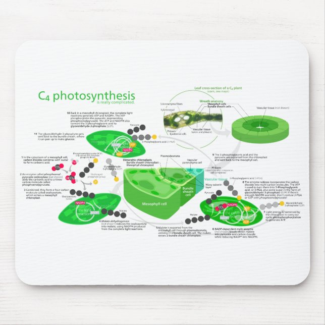 Diagramm der Fotosynthese-C4 Mousepad (Vorne)