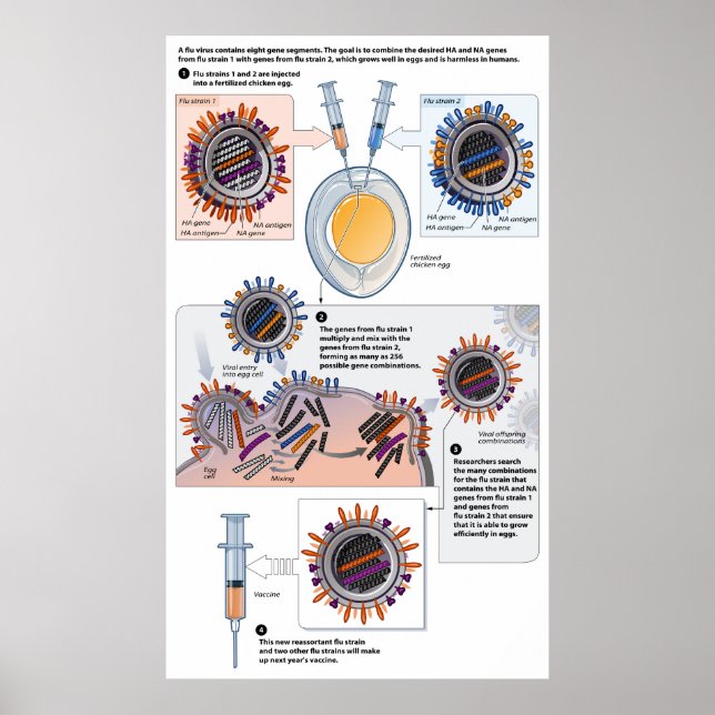 Diagramm der genetischen Neuverteilung von Impfsto Poster (Vorne)