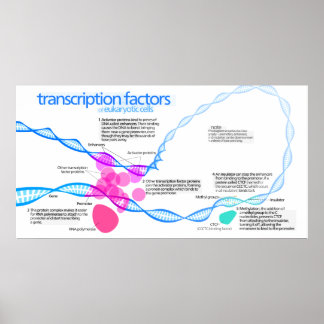 Diagramm der Gentranskriptionsfaktoren Poster