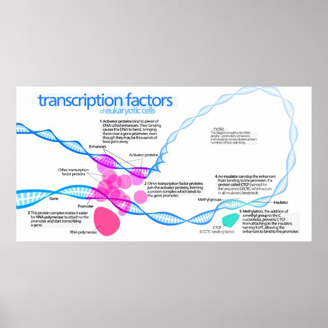 Diagramm der Gentranskriptionsfaktoren Poster (Vorne)