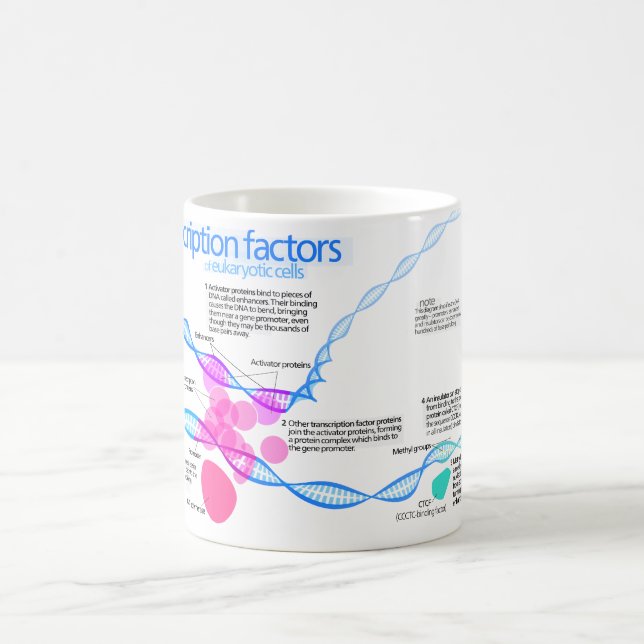 Diagramm der Genübertragungsfaktoren Kaffeetasse (Mittel)