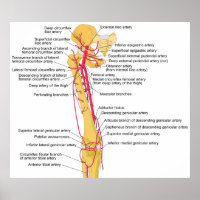 Diagramm der Hauptarterien im menschlichen Obersch