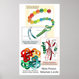 Diagramm der Hauptprotein-Struktur-Niveaus Poster