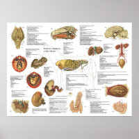 Diagramm der inneren Anatomie des Pferdes 18" x 24