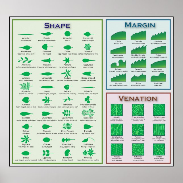 Diagramm der Leaf-Morphologie Gestaltungsmarge Poster (Vorne)