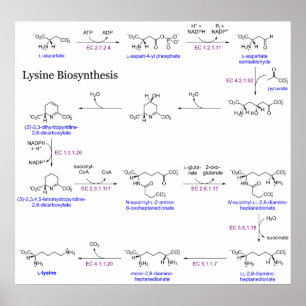 Diagramm der Lysin-Biosynthese Poster