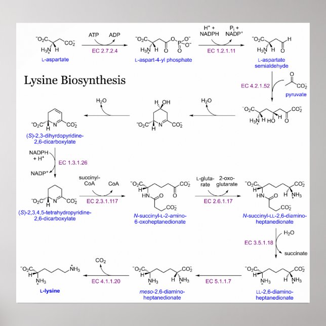 Diagramm der Lysin-Biosynthese Poster (Vorne)