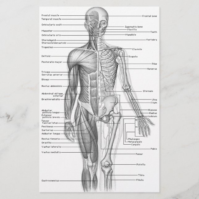 Diagramm der menschlichen Anatomie (Vorderseite)