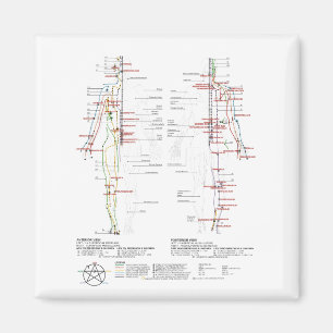 Diagramm der menschlichen Meridianer Magnet