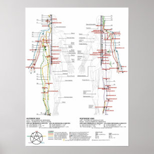 Diagramm der menschlichen Meridianer Poster